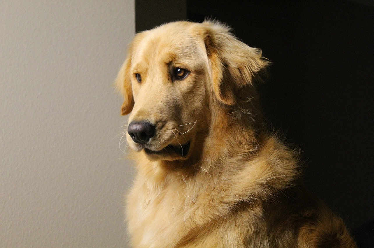 Prince joined the competition — help win amazing prizes! dog, golden_retriever, pet, animal, fur, portrait, indoor, side_view, canine, mammal, looking_away, fluffy, companion, domestic, closeup, calm, light_and_shadow, whiskers, ears, nostrils