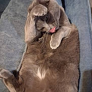 Topaze a rejoint le concours — aidez-le/la à gagner de superbes lots ! animal, cat, couch, cozy, cute, domestic, feline, fur, gray_cat, grooming, indoor, lying_down, mammal, paw, pet, relaxed, sleepy, soft, tongue_out, whiskers