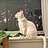 Lychee is registered to the contest to win money with this photo: cat, collar, cozy, evening, feline, houseplant, indoor, looking_up, pet, portrait, potted_plant, reflection, scratching_post, silhouette, sitting, tail, whiskers, white_cat, window, windowsill
