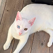 Lychee joined the competition — help win amazing prizes! blue_eye, brown_eye, cute, domestic_cat, ears, feline, heterochromia, looking_up, lying_down, odd_eyed, outdoor, paws, pet, pink_nose, porch, sunlight, whiskers, white_cat, white_fur, wooden_floor