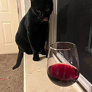 Ollie joined the competition — help win amazing prizes! animal, black_cat, carpet, cat, cozy, curious, domestic_cat, feline, glass, home, indoor, licking_lips, night, pet, red_wine, reflection, sitting, window, windowsill, wine_glass