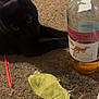 Ollie joined the competition — help win amazing prizes! animal, beverage, black_cat, bottle, brown_carpet, carpet, cat, close_up, curious, drink, floor, indoor, lying_down, pet, pink_moscato, plastic, plastic_straw, snack_bag, yellow_object, yellow_tail