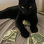 Ollie is registered to the contest to win money with this photo: animal, bed, black_cat, cat, close_up, curious, currency, dollar_bills, domestic_cat, eyes, feline, fur, indoor, lying_down, mammal, money, paws, pet, resting, whiskers
