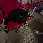 Ollie joined the competition — help win amazing prizes! animal, balloons, black_cat, carpet, cat, chair, cozy, cute, domestic_cat, feline, floor, folding_chair, indoor, pet, quiet, red_chair, relaxing, seat, shadow, yellow_eyes