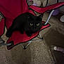 animal, balloons, black_cat, carpet, cat, chair, cozy, cute, domestic_cat, feline, floor, folding_chair, indoor, pet, quiet, red_chair, relaxing, seat, shadow, yellow_eyes