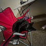 Ollie joined the competition — help win amazing prizes! animal, black_cat, carpet, cat, cozy, curious, dim_light, domestic, floor, folding_chair, furniture, home, indoor, metal_frame, pet, red_chair, relaxing, resting, table, wide_eyes
