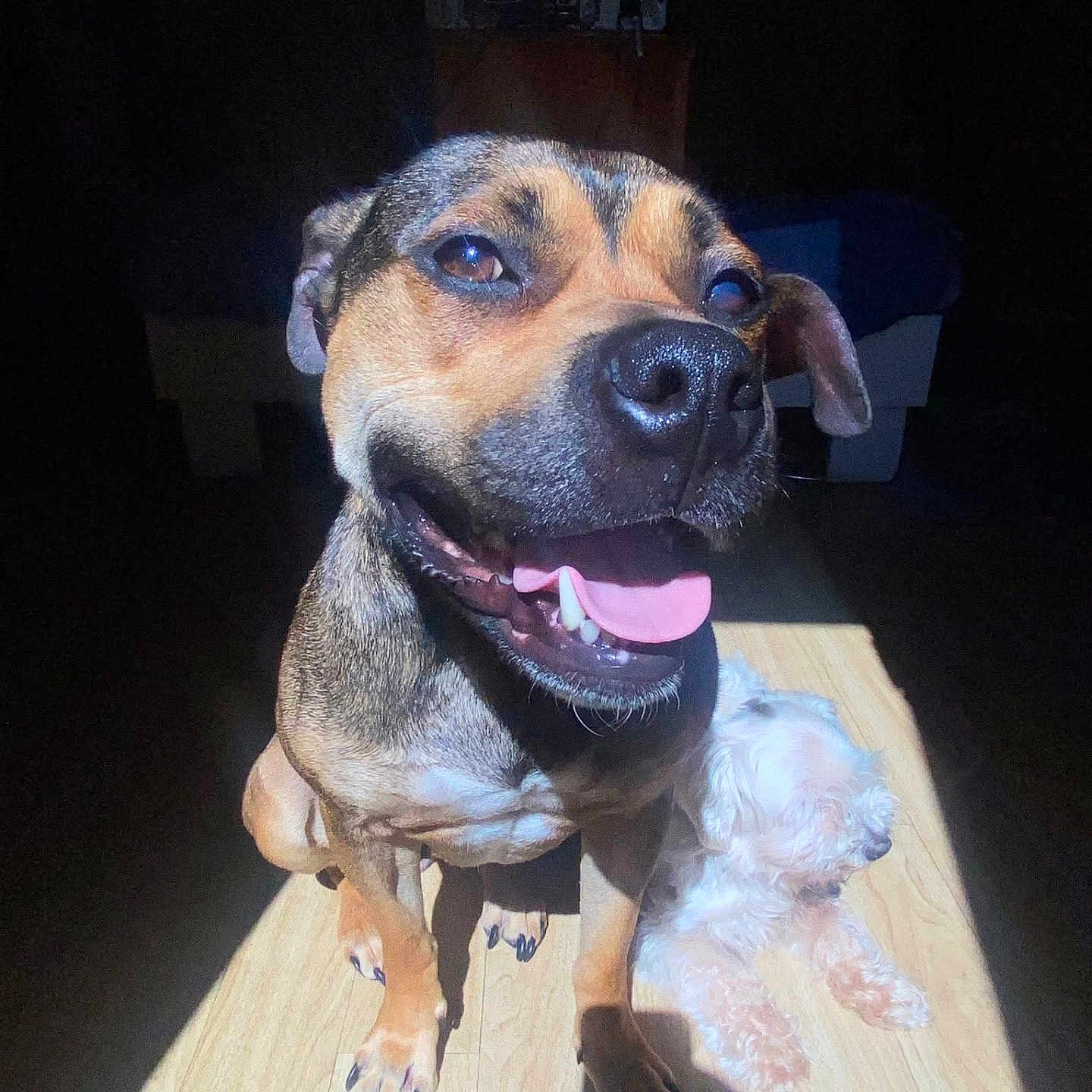 Maya a rejoint le concours — aidez-le/la à gagner de superbes lots ! dog, dogs, puppy, small_dog, large_dog, brown_dog, white_dog, sitting, lying_down, happy, smiling, open_mouth, tongue, floppy_ears, short_fur, curly_fur, indoor, wooden_floor, sunlight, portrait