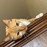 animal, cat, close_up, curious, feline, funny_pose, fur, green_eyes, home, indoors, ledge, orange_cat, paw, pet, pointed_ears, portrait, tabby, whiskers, white_paws, wooden_surface