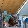 Simba participe au concours pour gagner de l'argent avec cette photo : cat, kitten, sleeping, gray_cat, pet, animal, laundry_basket, basket, plush_toys, stuffed_animal, bunny_toy, indoor, home, floor, wooden_cabinet, litter_tray, cozy, relaxed, fluffy, playful