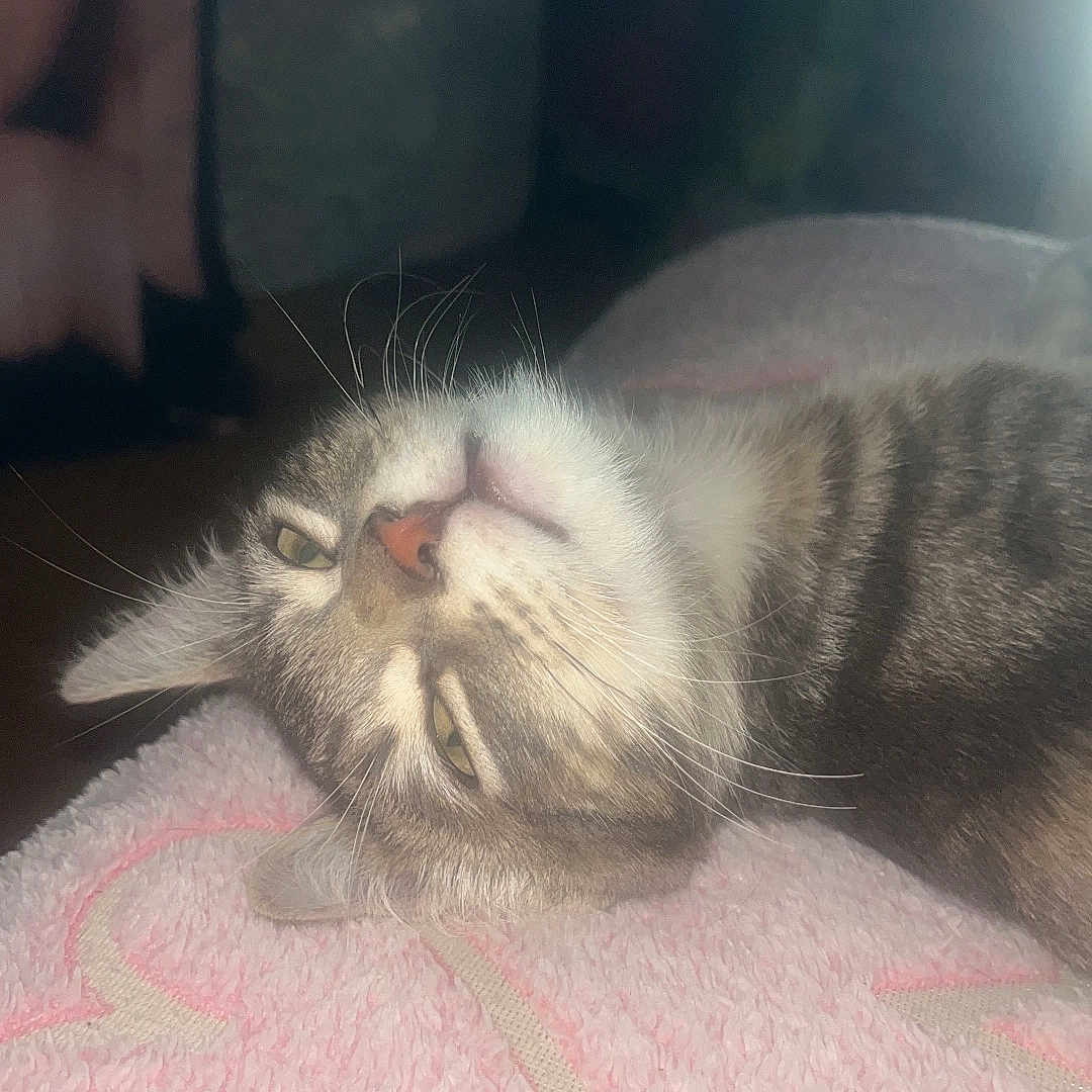 Simba