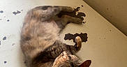 Minette participe au concours pour gagner de l'argent avec cette photo : cat, feline, fluffy, fur, brown_fur, gray_fur, white_fur, lying_down, upside_down, sleeping, relaxed, indoor, table, wooden_table, scratched_surface, food_bowl, pet_bowl, wall, home, casual_photo