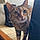 Minette