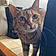 Minette
