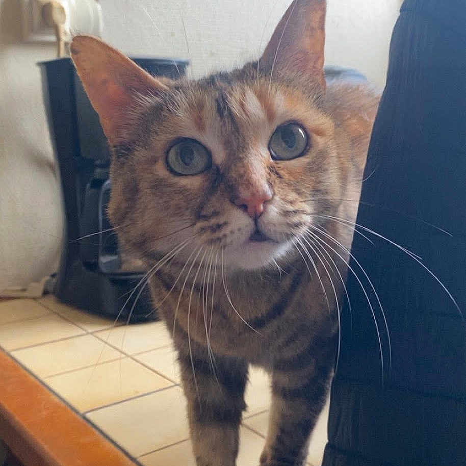 Minette