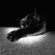 Mamba a rejoint le concours — aidez-le/la à gagner de superbes lots ! black_cat, sleeping, paw, fur, texture, monochrome, black_and_white, animal, pet, resting, close_up, soft_light, quiet, peaceful, dark_background, indoor, cozy, feline, portrait, still_life