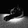 black_cat, sleeping, paw, fur, texture, monochrome, black_and_white, animal, pet, resting, close_up, soft_light, quiet, peaceful, dark_background, indoor, cozy, feline, portrait, still_life