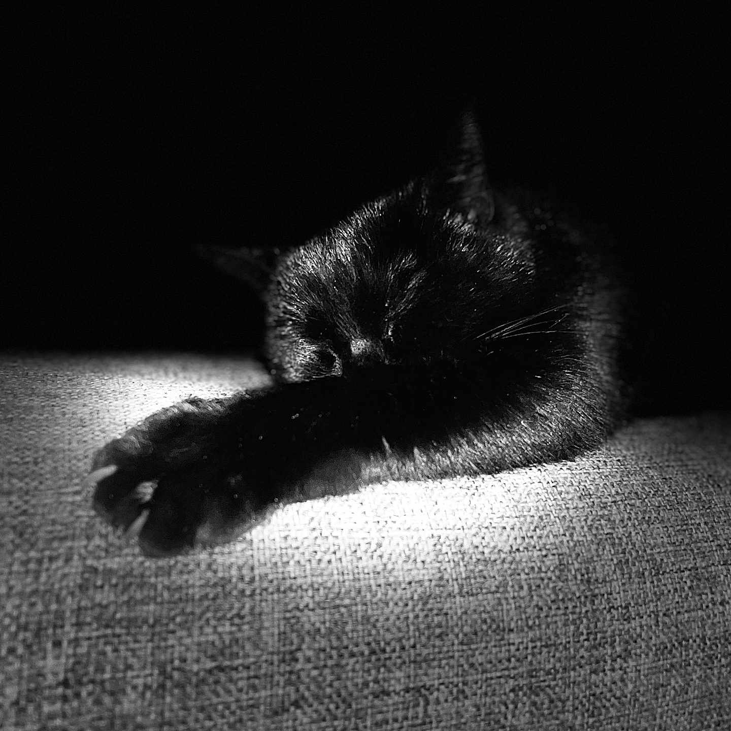 Mamba a rejoint le concours — aidez-le/la à gagner de superbes lots ! black_cat, sleeping, paw, fur, texture, monochrome, black_and_white, animal, pet, resting, close_up, soft_light, quiet, peaceful, dark_background, indoor, cozy, feline, portrait, still_life