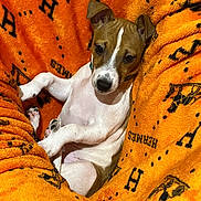 Ozzy is registered to the contest to win money with this photo: dog, puppy, brown_and_white, blanket, orange, soft_texture, pet, cute, relaxed, lying_down, indoor, close_up, fur, ears, animal, companion, looking_at_camera, cozy, home, resting
