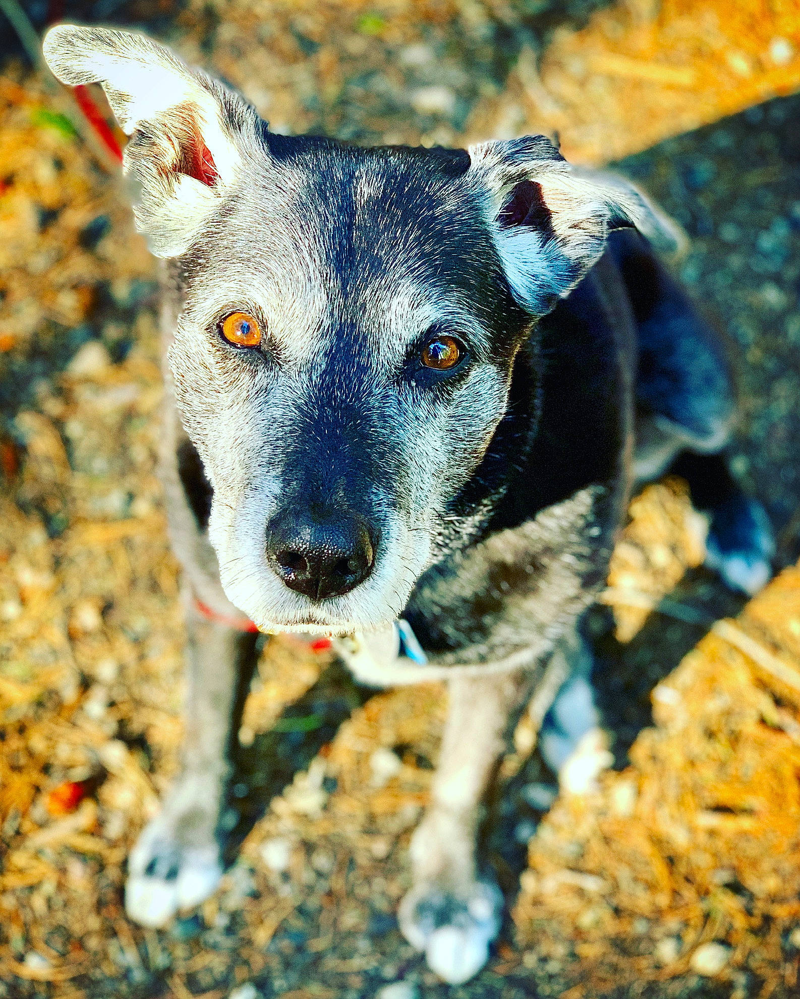 Leo is registered to the contest to win money with this photo: canidae, carnivore, companion_dog, dog, dog_breed, electric_blue, eye, fawn, fur, guard_dog, snout, soil, sporting_group, terrestrial_animal, whiskers, working_animal, working_dog