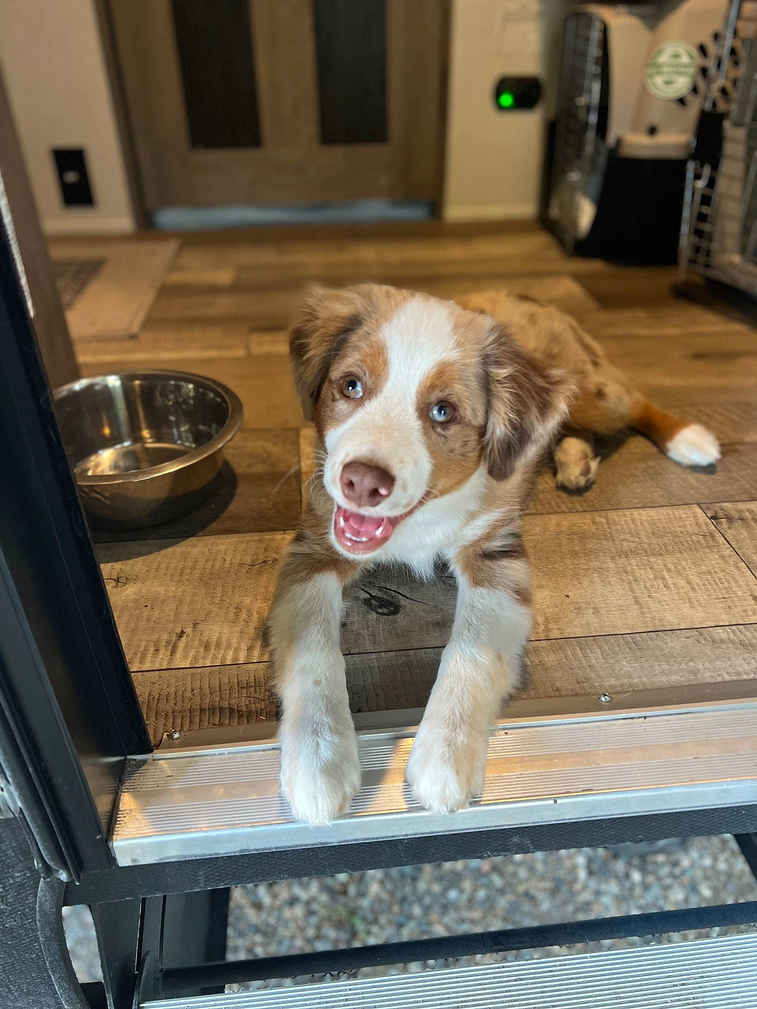 Linkin joined the competition — help win amazing prizes! brittany, canidae, carnivore, companion_dog, dog, dog_breed, dog_supply, floor, flooring, fur, gun_dog, hardwood, home_appliance, kitchen_appliance, paw, pet_supply, snout, sporting_group, wood, working_animal