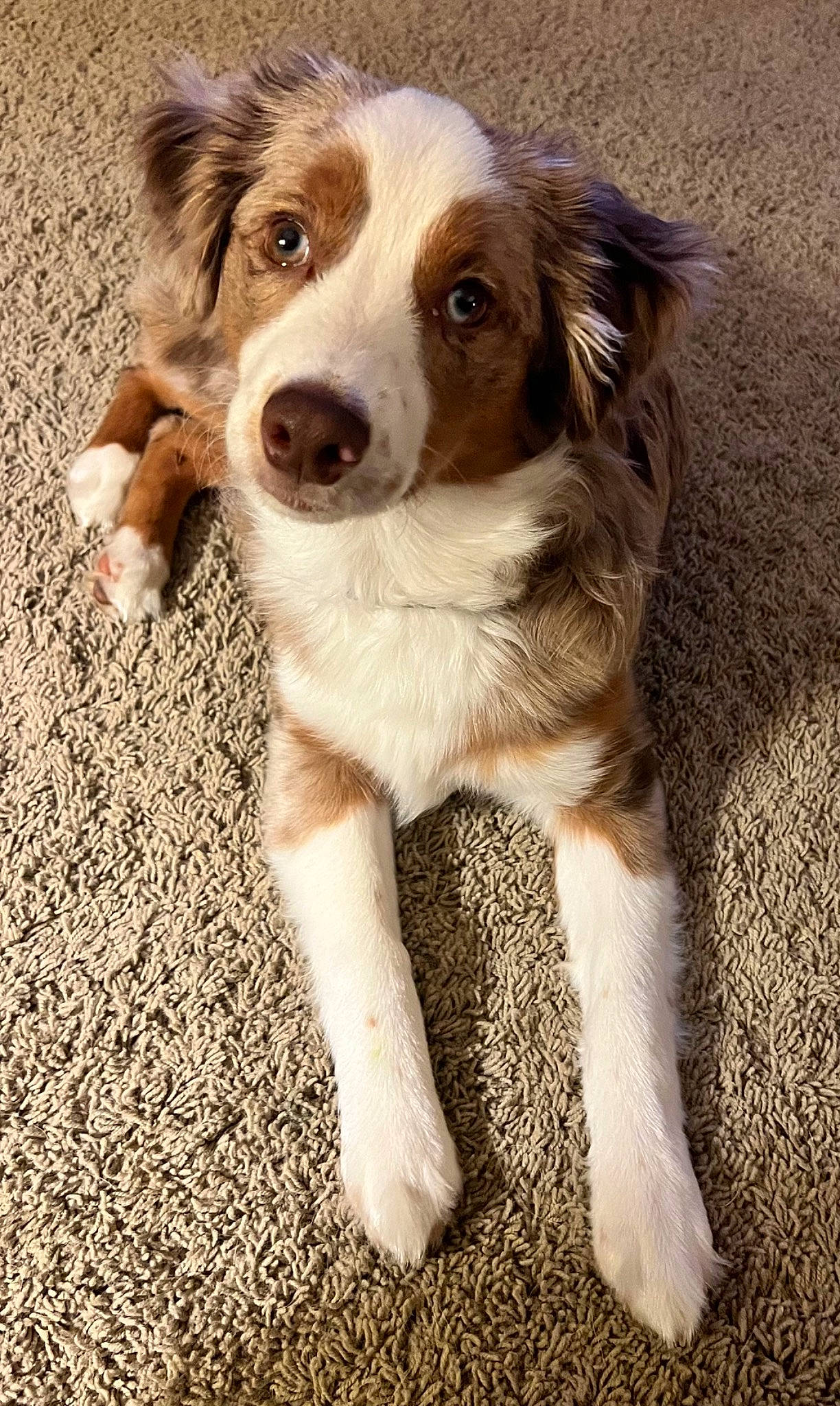 Linkin joined the competition — help win amazing prizes! australian_collie, australian_shepherd, border_collie, bored, canidae, carnivore, companion_dog, dog, dog_breed, eye, fur, herding_dog, liver, plant, snout, sporting_group, terrestrial_animal, whiskers, working_animal, working_dog