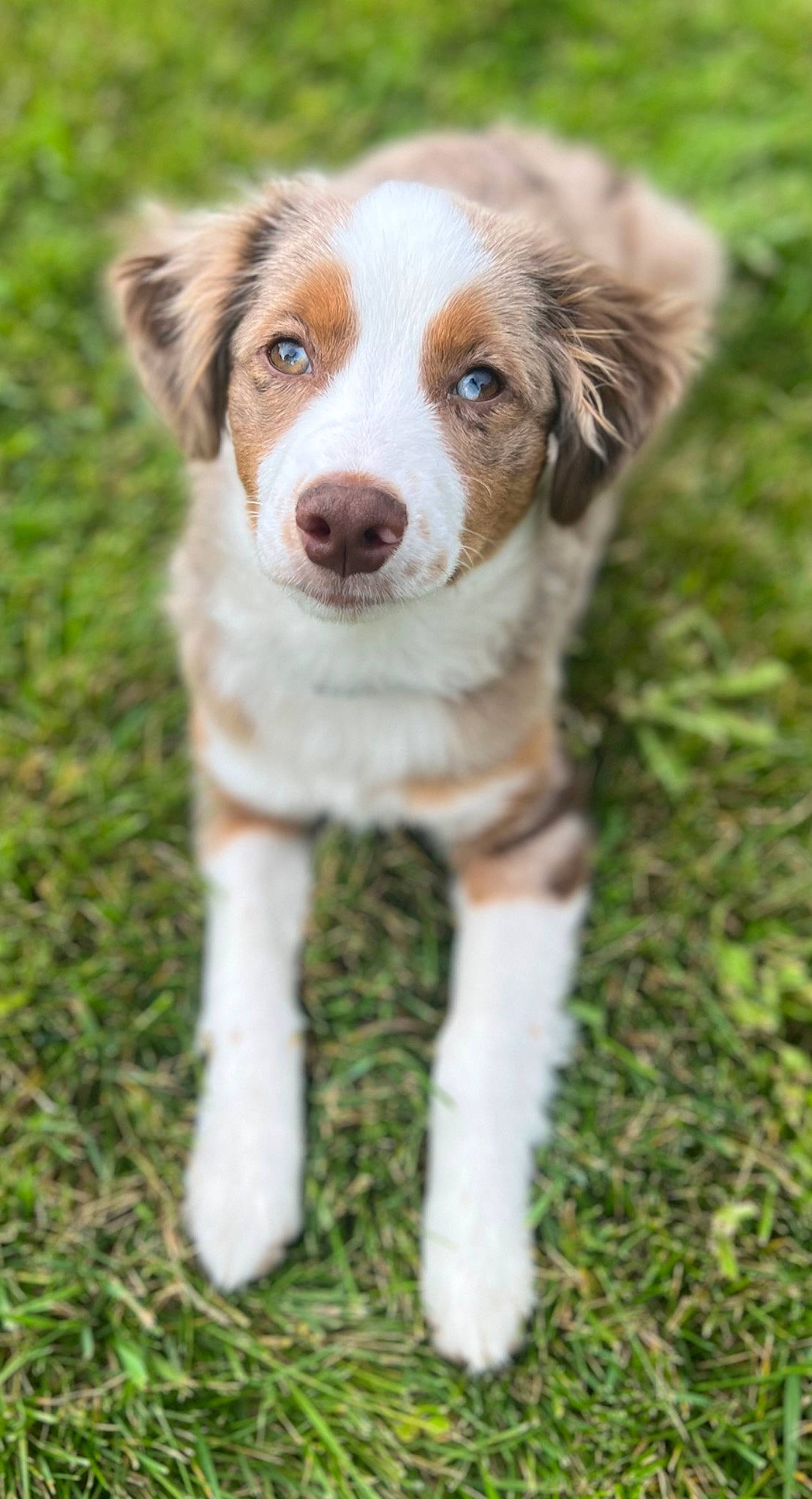 Linkin joined the competition — help win amazing prizes! ball, canidae, carnivore, companion_dog, dog, dog_breed, fawn, fur, grass, gun_dog, hunting_dog, liver, plant, snout, sporting_group, terrestrial_animal, whiskers, working_dog