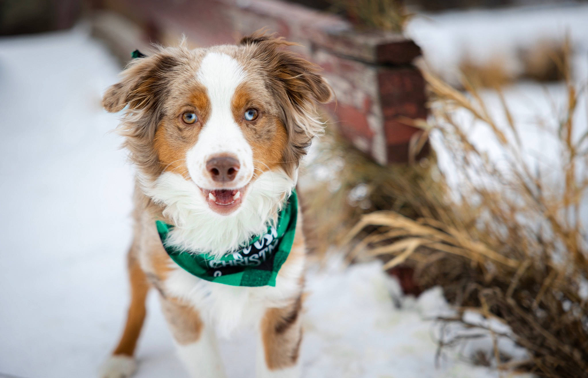 Linkin joined the competition — help win amazing prizes! ball, canidae, carnivore, companion_dog, dog, dog_breed, freezing, fur, herding_dog, plant, puppy, snout, snow, sporting_group, tree, twig, whiskers, winter, working_dog