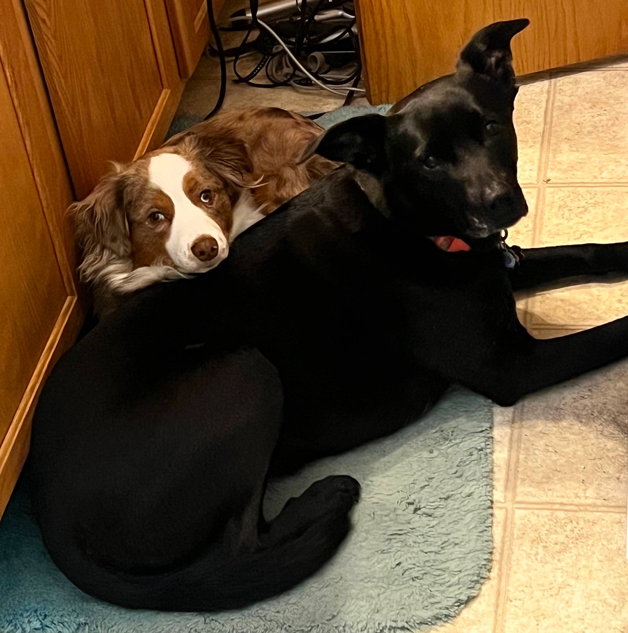 Linkin is registered to the contest to win money with this photo: borador, carnivore, collar, comfort, companion_dog, dog, dog_breed, dog_collar, dog_supply, fawn, floor, flooring, fur, hardwood, liver, pet_supply, sporting_group, tail, wood, working_animal