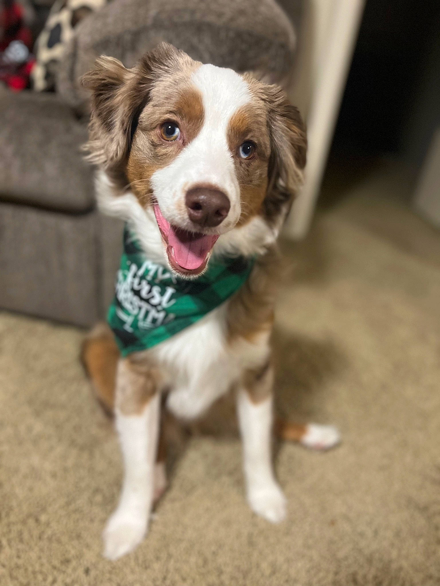 Linkin joined the competition — help win amazing prizes! australian_shepherd, canidae, carnivore, companion_dog, dog, dog_breed, fawn, fur, herding_dog, leash, paw, puppy, snout, sporting_group, street_dog, whiskers, working_dog