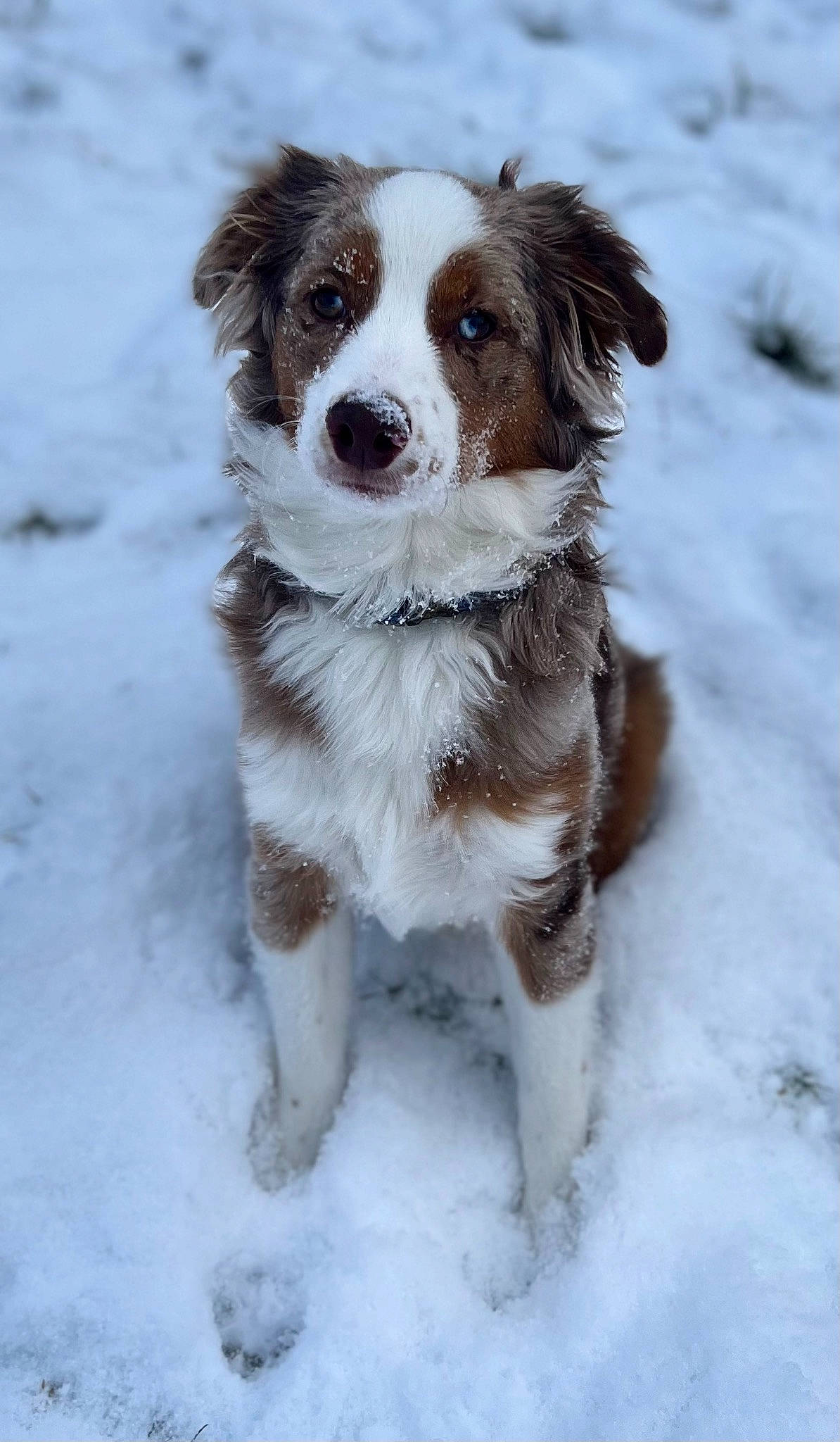 Linkin is registered to the contest to win money with this photo: canidae, collar, companion_dog, dog, dog_breed, dog_collar, freezing, fur, gun_dog, hunting_dog, liver, snow, whiskers, winter, working_dog