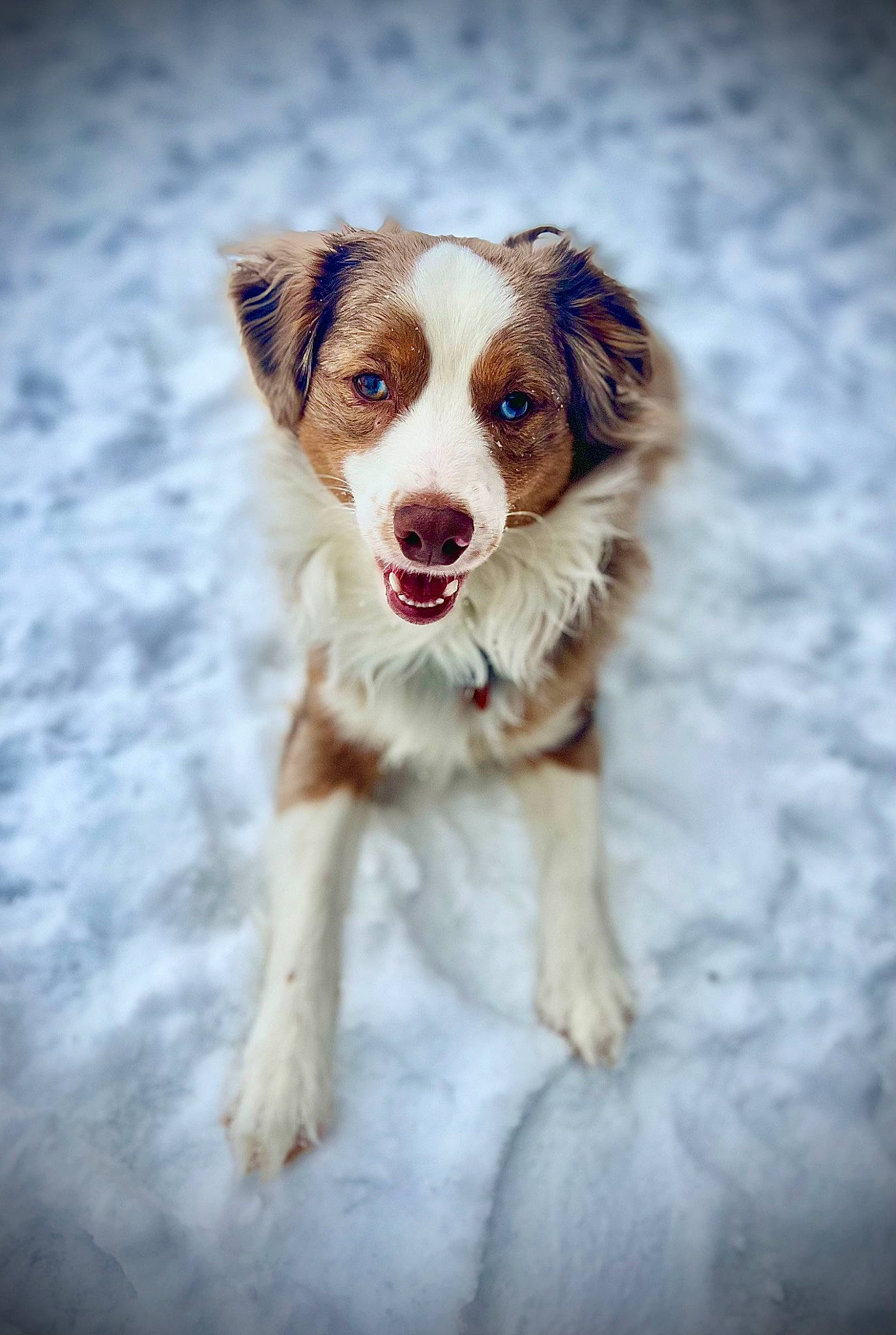 Linkin is registered to the contest to win money with this photo: ball, canidae, carnivore, companion_dog, dog, dog_breed, freezing, fur, gun_dog, liver, snout, snow, sporting_group, winter, working_dog
