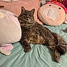 Misser is registered to the contest to win money with this photo: cat, gray_cat, fluffy, bed, pillow, pink_pillow, plush_toy, relaxed, indoor, feline, pet, cozy, resting, soft_texture, cute, animal, home, sleepy, domestic, cute_pet