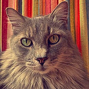 Misser joined the competition — help win amazing prizes! cat, fluffy, heterochromia, close_up, portrait, animal, pet, feline, whiskers, ears, fur, green_eye, yellow_eye, indoor, colorful_background, striped_fabric, texture, looking_at_camera, cute, soft_light