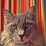 Misser is registered to the contest to win money with this photo: cat, fluffy, close_up, portrait, heterochromia, eyes, feline, animal, pet, whiskers, ears, nose, indoor, colorful_background, striped_fabric, texture, soft, muzzle, face, looking