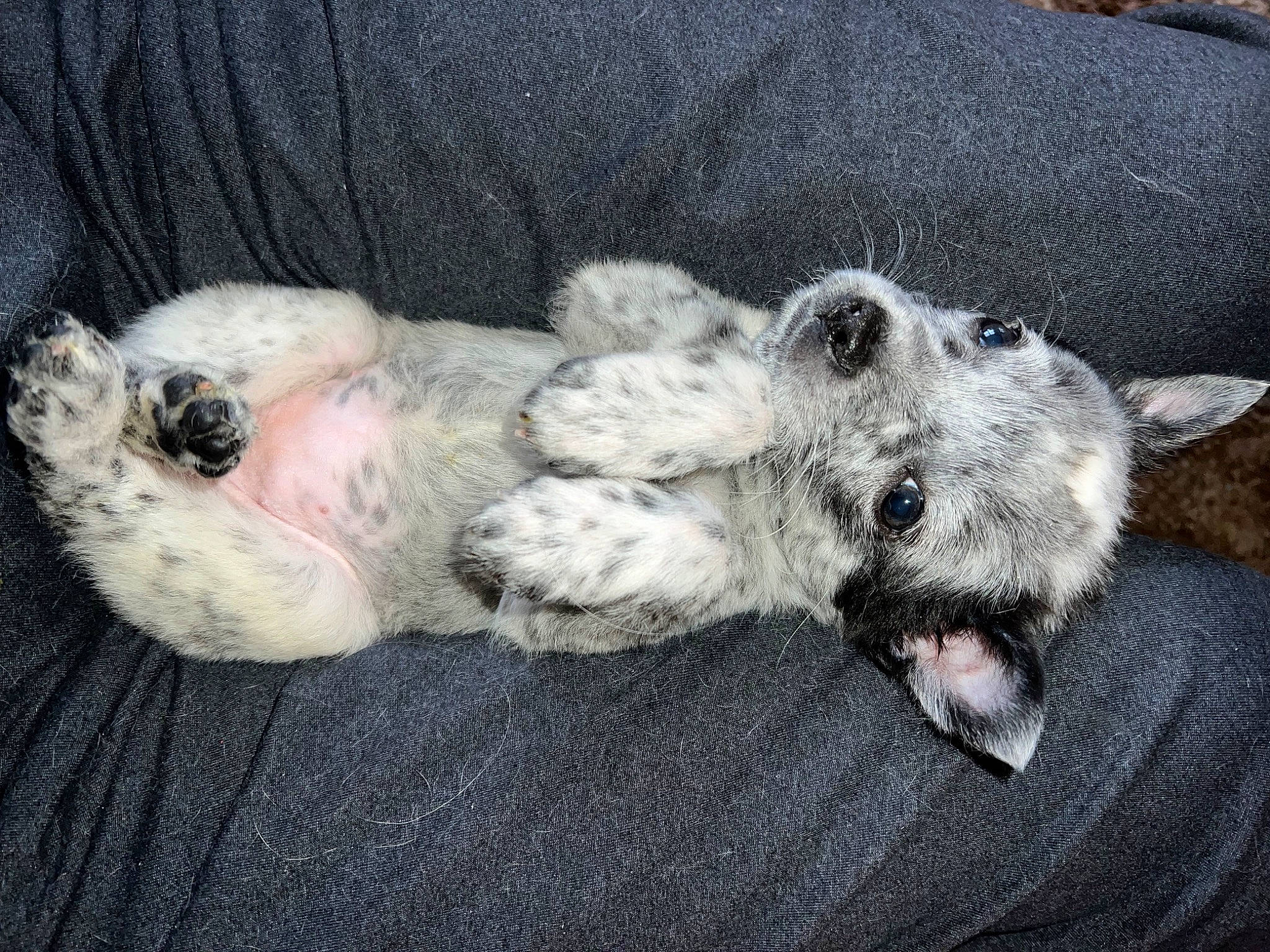 Aphrodite is registered to the contest to win money with this photo: canidae, carnivore, companion_dog, dog, dog_breed, fur, grey, non_sporting_group, paw, puppy, puppy_love, snout, sporting_group, tail, toy, toy_dog