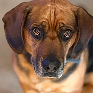 Beauregard is registered to the contest to win money with this photo: animal, brown, canine, closeup, collar, cute, dog, ears, expression, eyes, face, fur, indoor, looking, loyal, muzzle, pet, portrait, snout, whiskers