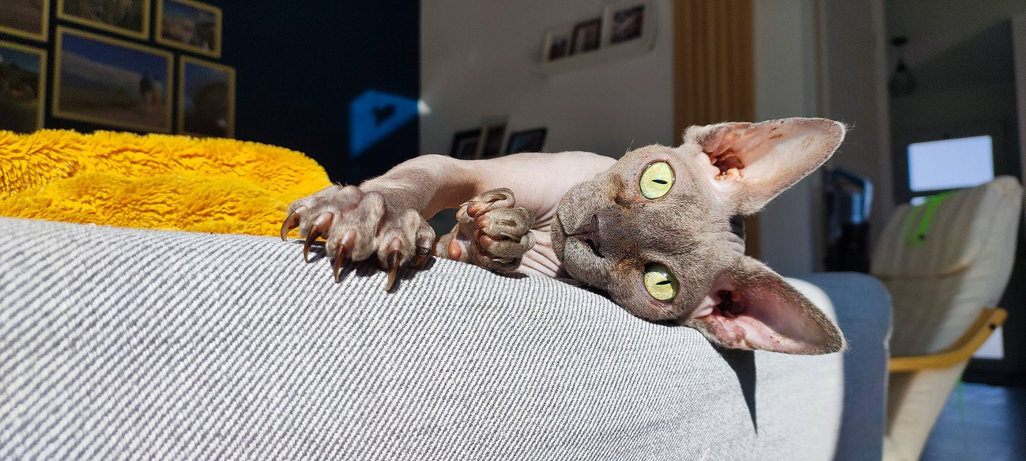 Papyrus participe au concours pour gagner de l'argent avec cette photo : animation, art, artifact, carnivore, cat, clay, donskoy, fang, felidae, figurine, gesture, jaw, metal, sculpture, small_to_medium_sized_cats, snout, statue, toy, whiskers, wood