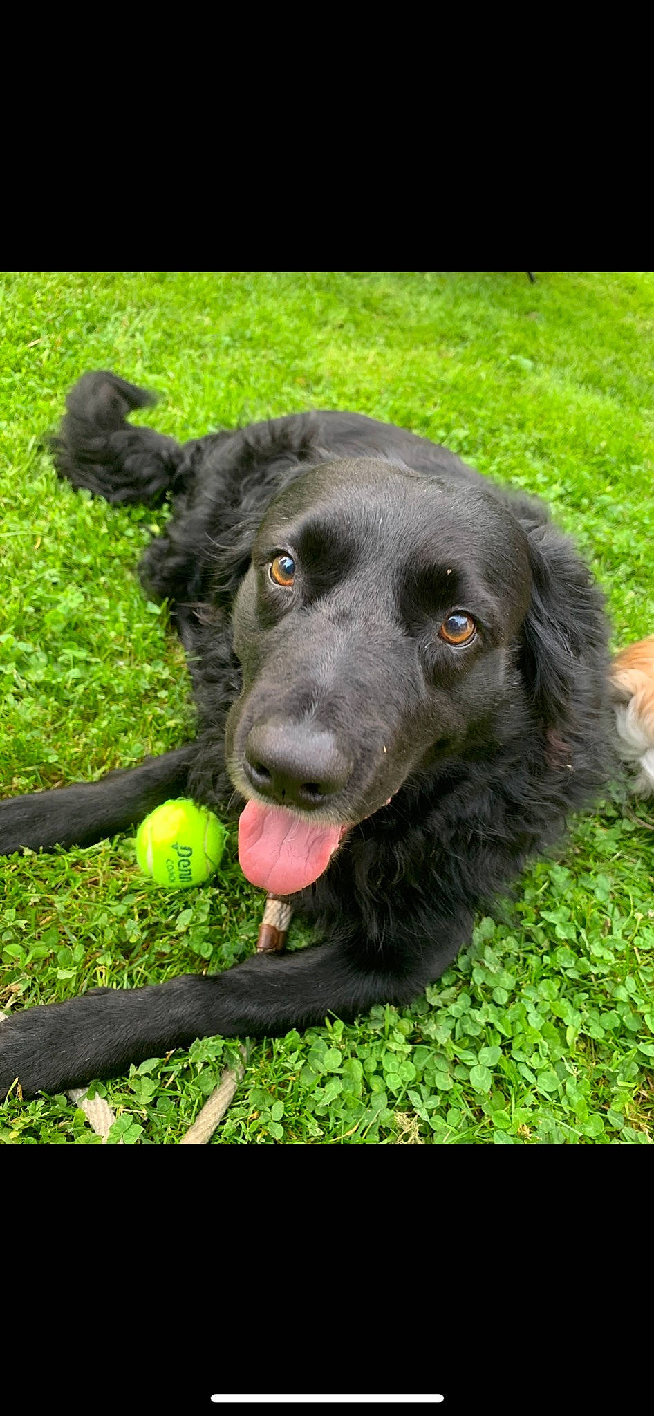 Junior is registered to the contest to win money with this photo: ball, canidae, carnivore, companion_dog, dog, dog_breed, dog_collar, dog_toy, football, fur, grass, plant, shrub, snout, sporting_group, sports_equipment, sports_toy, tennis_ball, terrestrial_animal, working_animal