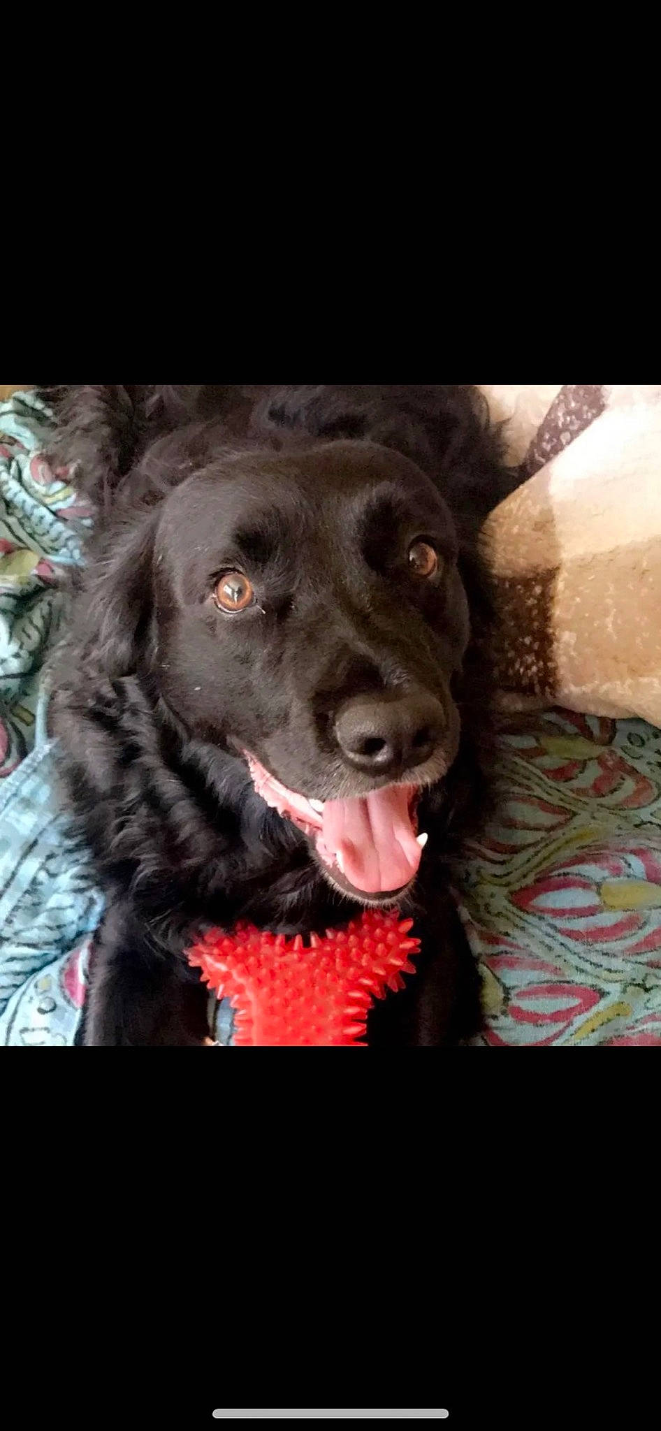 Junior is registered to the contest to win money with this photo: borador, carnivore, collar, companion_dog, dog, dog_breed, dog_collar, flesh, fur, gun_dog, hunting_dog, liver, natural_material, retriever, sporting_group, terrestrial_animal, whiskers, working_animal