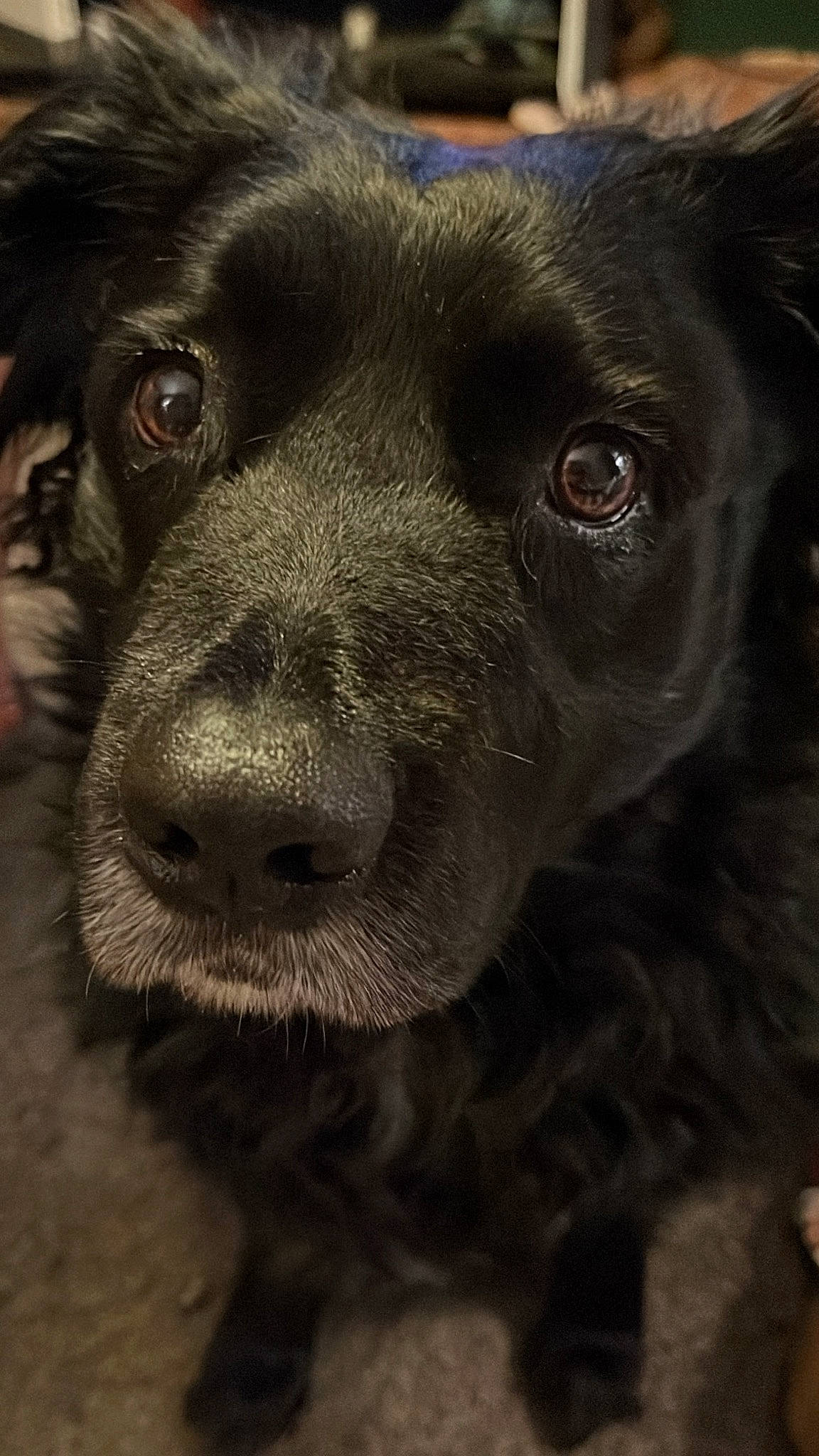 Junior is registered to the contest to win money with this photo: borador, canidae, carnivore, companion_dog, dog, dog_breed, ear, eye, fur, gun_dog, hunting_dog, labrador_retriever, liver, monochrome_photography, retriever, snout, sporting_group, terrestrial_animal, whiskers, working_animal