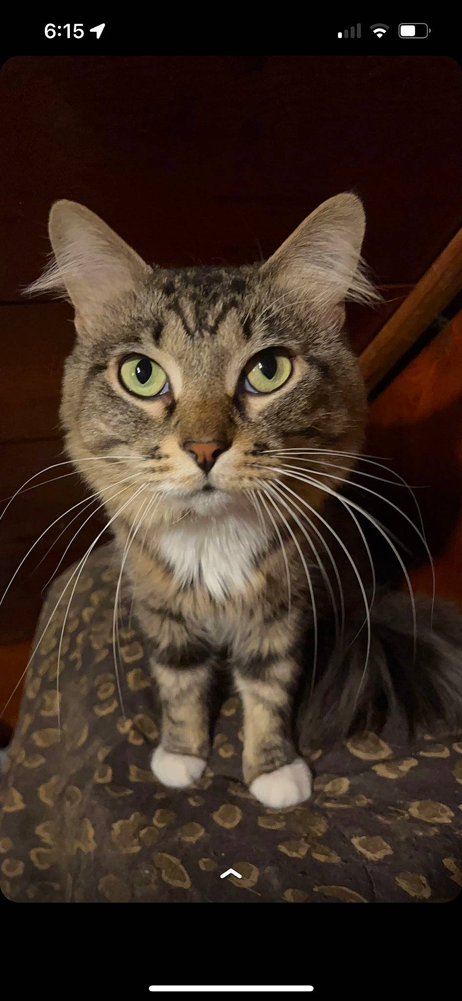 Tiger joined the competition — help win amazing prizes! carnivore, cat, claw, curious, domestic_short_haired_cat, felidae, fur, paw, photo_caption, small_to_medium_sized_cats, snout, tail, terrestrial_animal, whiskers, wildlife