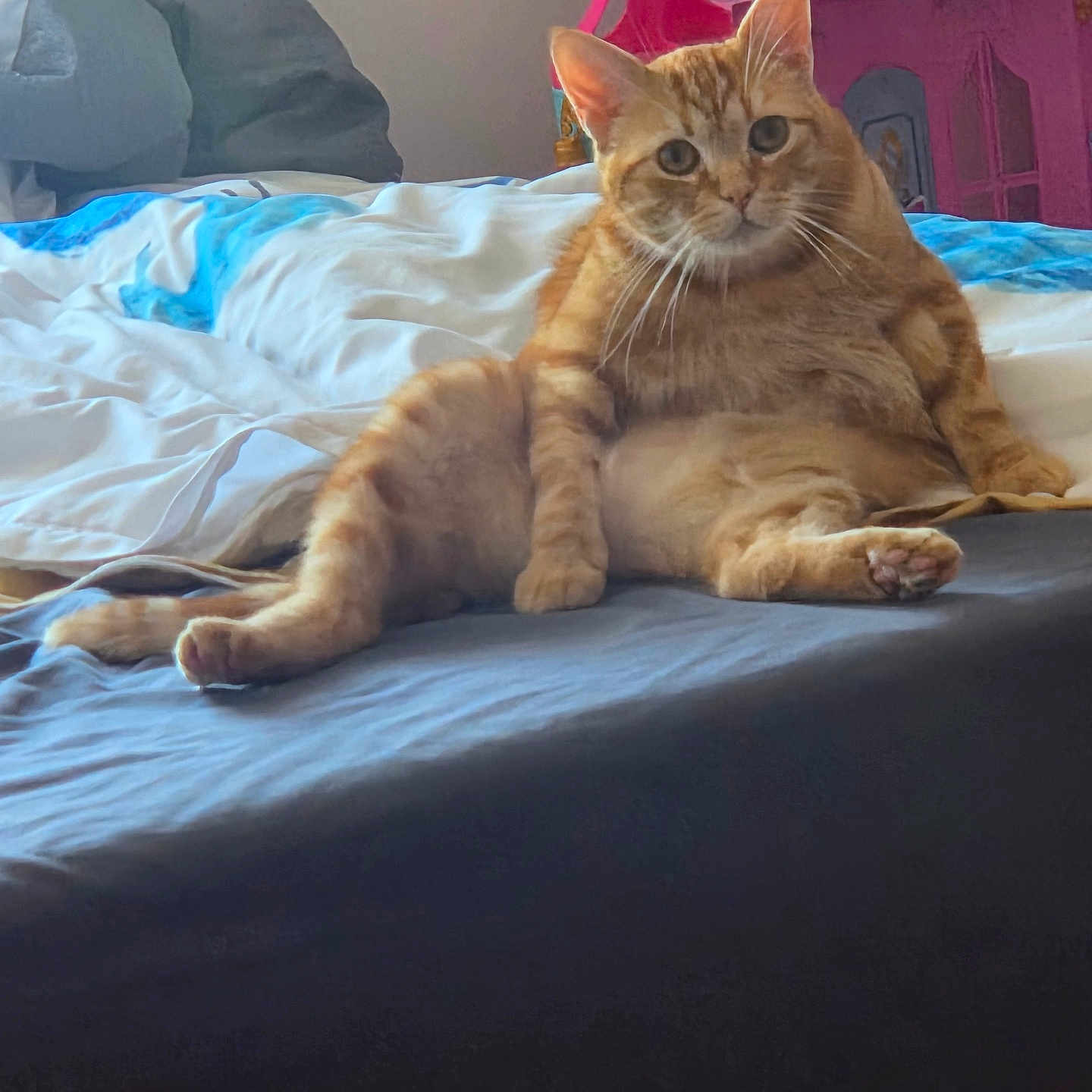 Marcarino a rejoint le concours — aidez-le/la à gagner de superbes lots ! animal, bed, cat, cozy, curious, cute, feline, fur, ginger_cat, home, indoor, looking_at_camera, mammal, orange, paws, pet, relaxed, resting, toy_castle, whiskers