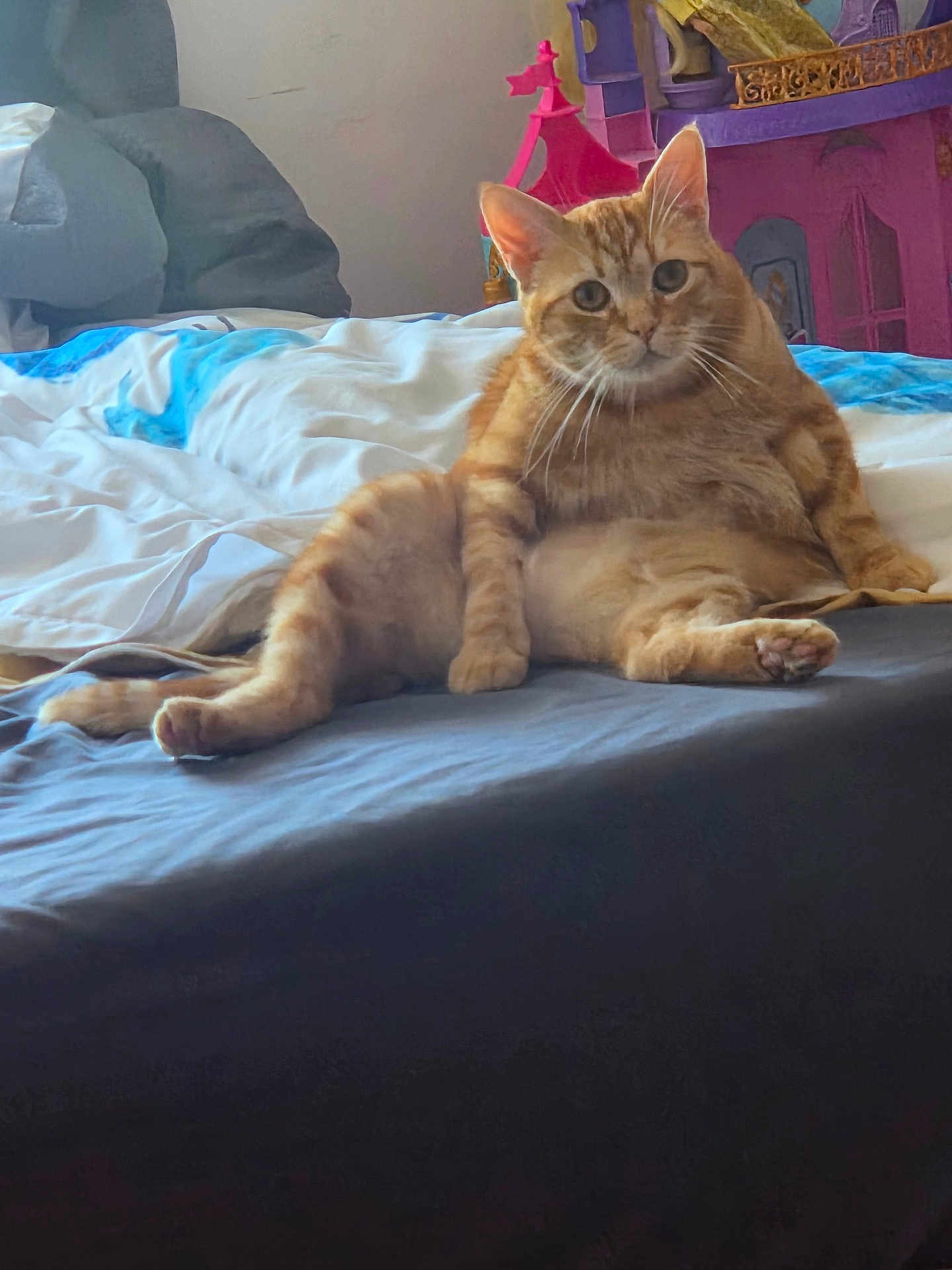 Marcarino a rejoint le concours — aidez-le/la à gagner de superbes lots ! cat, ginger_cat, bed, indoor, pet, feline, relaxed, cute, animal, mammal, toy_castle, orange, whiskers, paws, looking_at_camera, fur, home, cozy, resting, curious