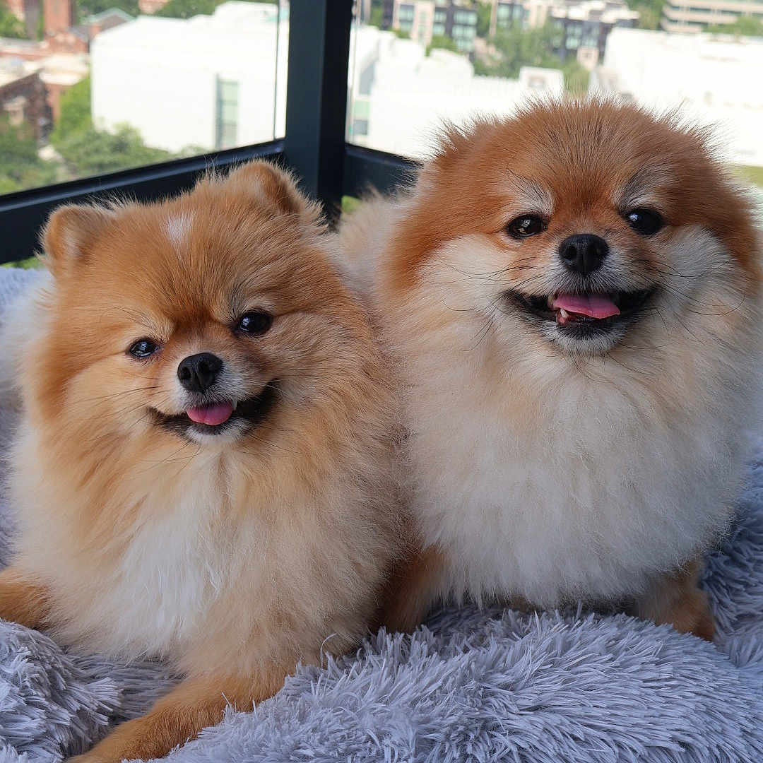 Luna And Maya joined the competition — help win amazing prizes! dogs, pomeranian, puppies, fluffy, small_dogs, pet, canine, two_animals, portrait, smiling, tongue_out, indoor, window, city_view, high_rise, blanket, gray, cuddly, fur, cute