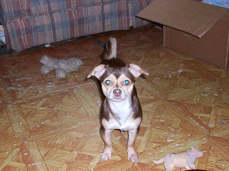 Sug is registered to the contest to win money with this photo: box, carnivore, carton, companion_dog, dog, dog_breed, dog_supply, fawn, floor, flooring, fur, hardwood, pet_supply, shipping_box, snout, tail, toy_dog, whiskers, wood, working_animal