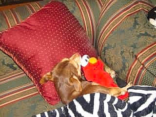 Sug is registered to the contest to win money with this photo: bed, brown, canidae, carnivore, comfort, companion_dog, dog_breed, dog_supply, fawn, felidae, fur, linens, nap, room, small_to_medium_sized_cats, sporting_group, tail, textile, wood, working_animal