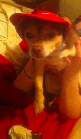 Sug is registered to the contest to win money with this photo: canidae, cap, carnivore, companion_dog, dog, dog_breed, ear, fashion_accessory, fawn, fur, happy, hat, liver, selfie, snout, sporting_group, sun_hat, toy_dog, whiskers, working_animal