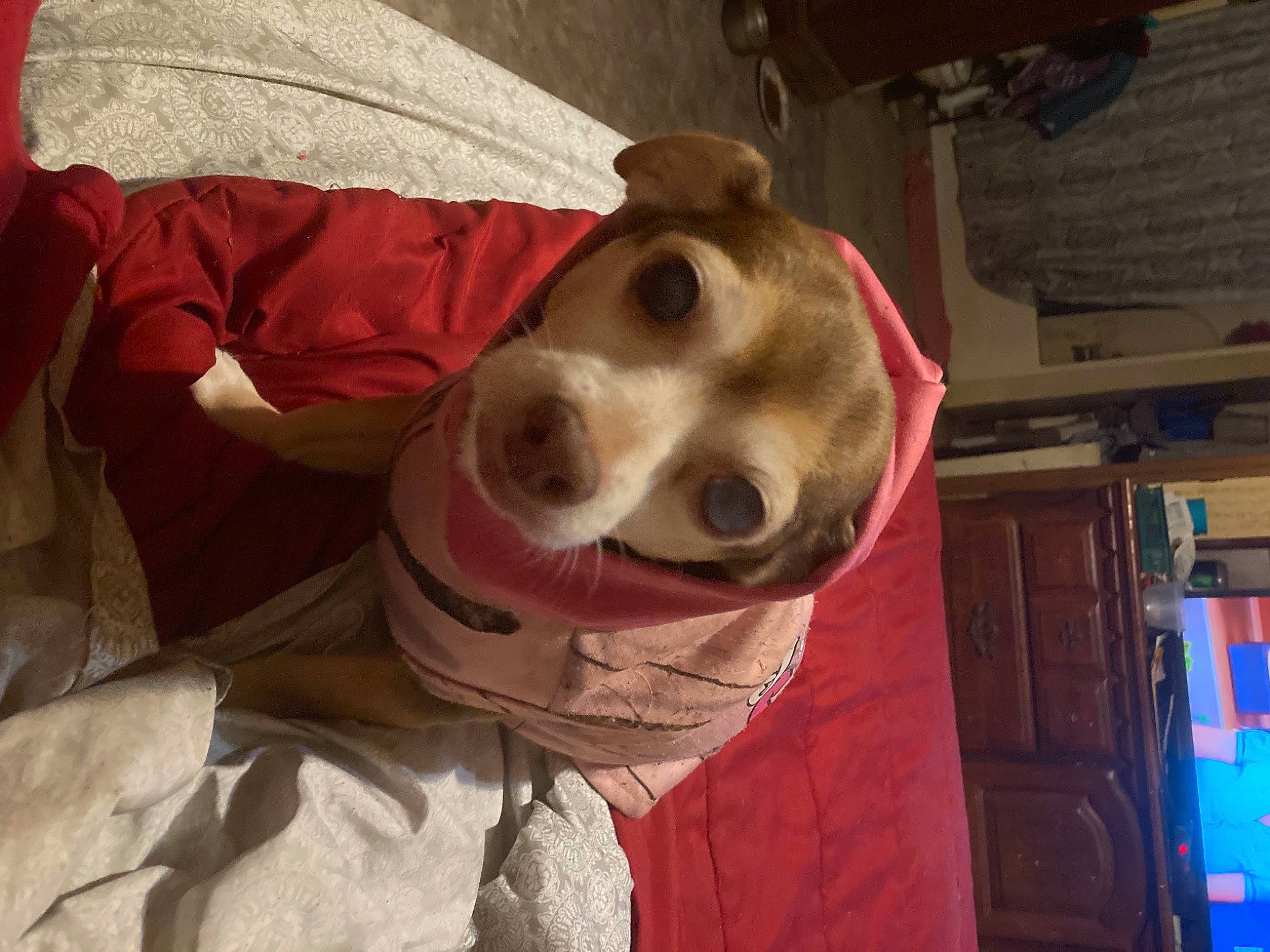 Sug is registered to the contest to win money with this photo: canidae, carnivore, companion_dog, dog, dog_breed, ear, eye, fawn, fun, fur, head, headgear, jaw, mouth, nose, personal_protective_equipment, snout, sporting_group, whiskers, working_animal