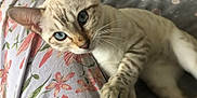 Olaf is registered to the contest to win money with this photo: animal, blue_eyes, cat, close_up, curious, cute, domestic_cat, fabric, face, floral_pattern, fur, indoor, laying, mammal, paw, pet, portrait, relaxed, striped, whiskers