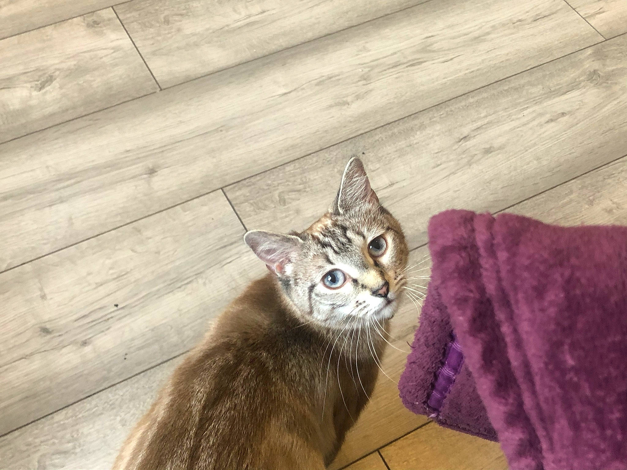 Bella S is registered to the contest to win money with this photo: carnivore, cat, domestic_short_haired_cat, door, eye, fawn, felidae, floor, flooring, fur, hardwood, paw, plank, small_to_medium_sized_cats, snout, tail, terrestrial_animal, whiskers, wood, wood_stain